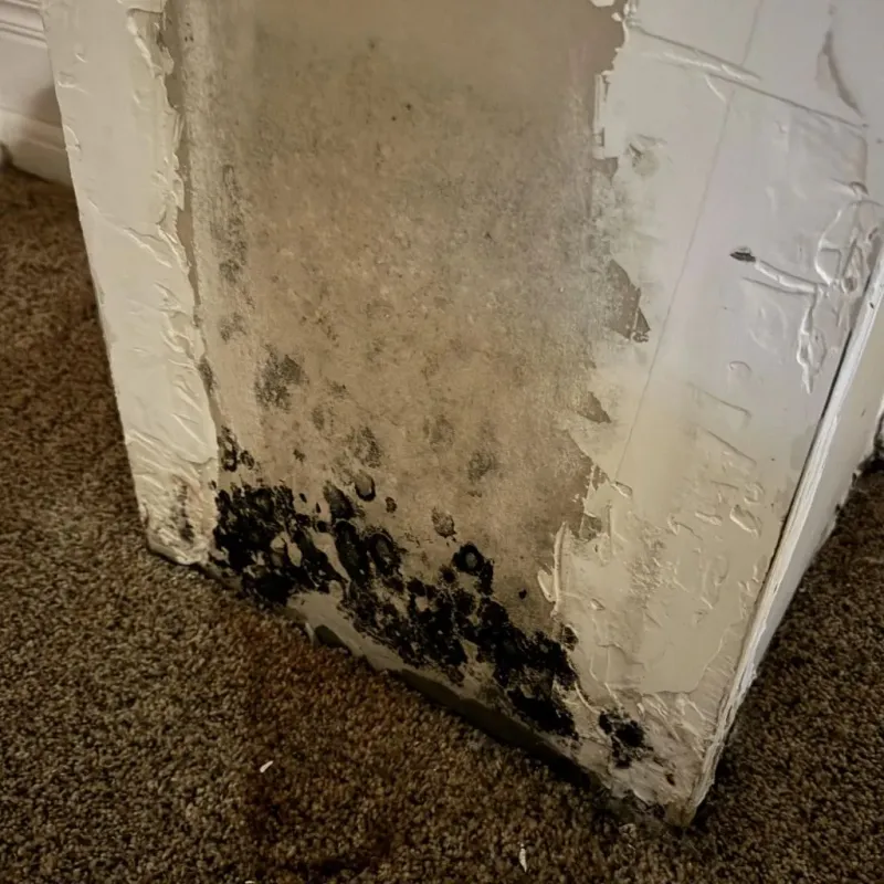 Professional Mold Removal in Paxton, MA